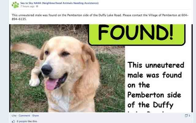 Finding lost pets, one Facebook post at a time - Pique Newsmagazine