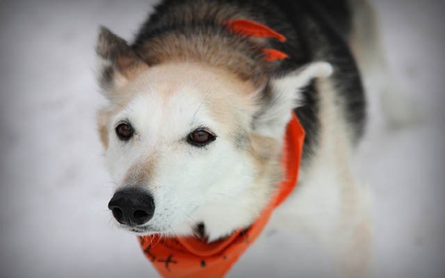 n-web_sled_dog_beaver_20