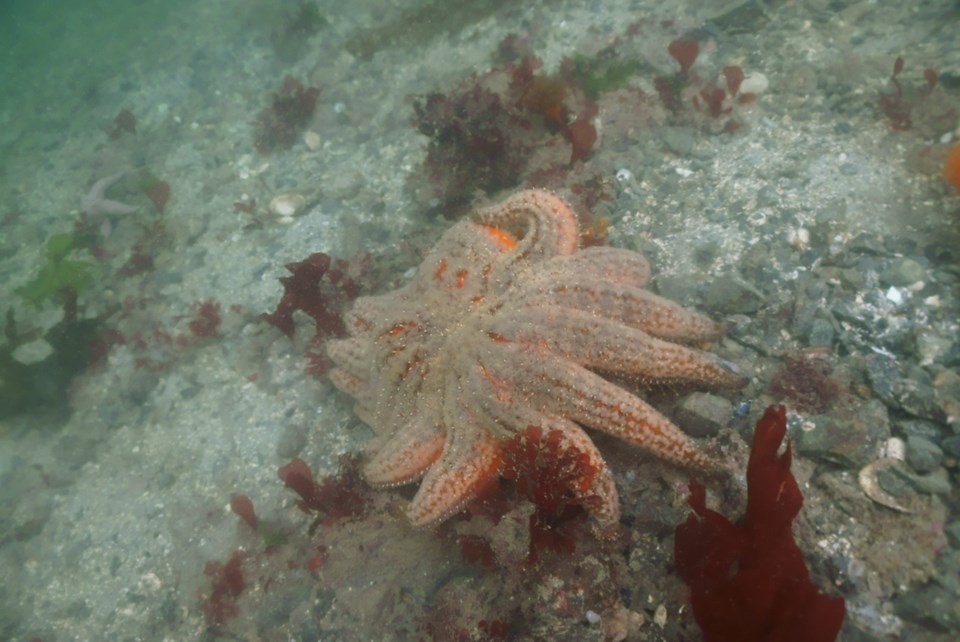 n-dying_seastar_in_nw_bowyer_island_howe_sound_2