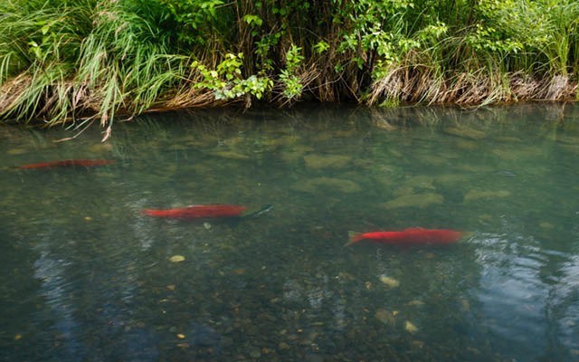 cohen_sockeye_shutterstock