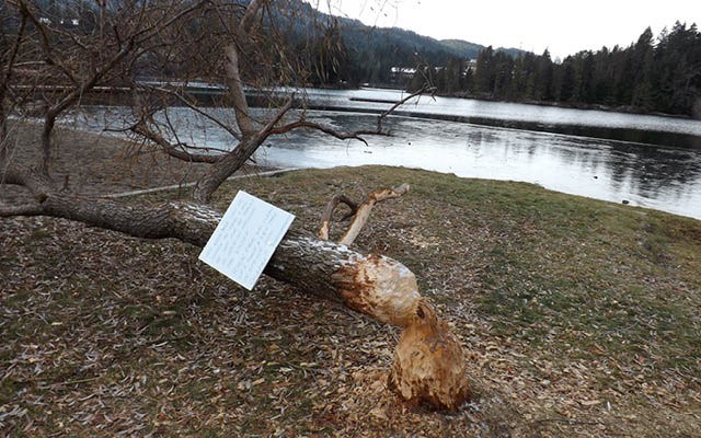 WEEPING WILLOW A busy beaver at Alpha Lake Park is going to get its way with this willow tree as the RMOW park department decided to let the beaver have this tree and plant another next year. Photo by John French