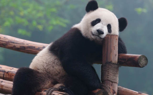 panda_piquen_by_shutterstock_2047