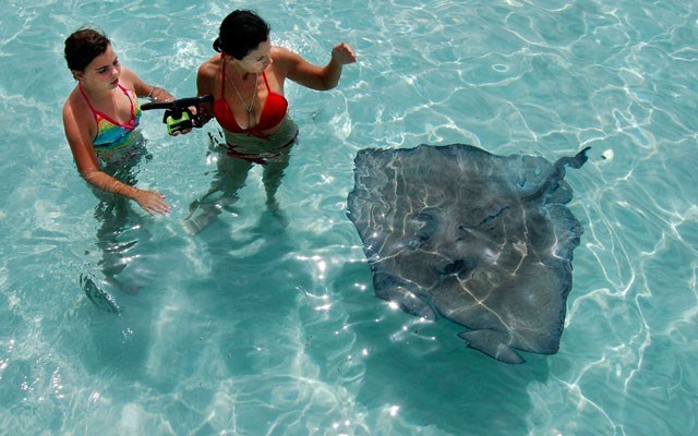 The rays at Stingray City like to cozy up to people. Photo by Steve MacNaull