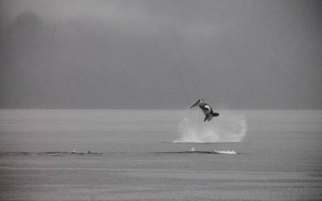 KILLER PICTURE Howe Sound Secondary student Ashley Ganske was one of many Squamish residents who watched in awe as orcas breached the waters at the top of Howe Sound in pursuit of a large pod of Pacific white-sided dolphins. Photo by Ashley Ganske