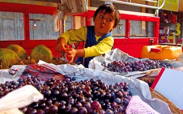 Bagan fruit eater. Photo by Steve Burgess