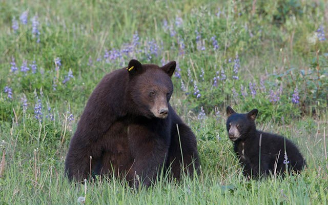 n-web_dispatches_mom_bear_by_michael_allen