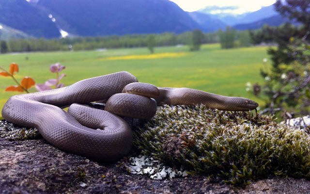 REPTILE REViEW The rubber boas found in Pemberton mate in the month of May and they feed on rodents. Photo by Leslie Anthony