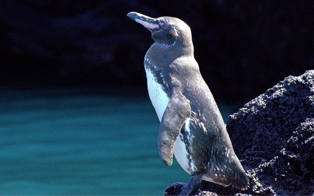 Galapagos penguin. Photo by Karin Leperi