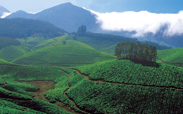 Tea plantations. Photo by Ellie Seymour