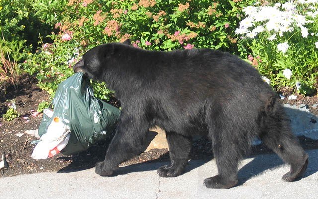 garbage_bear