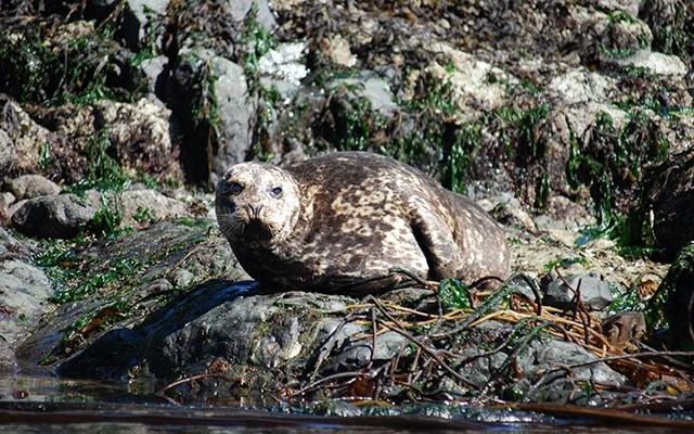 A seal watches passing kayakers from a small islet in the Discovery Islands. Photo: Suzanne Morphet