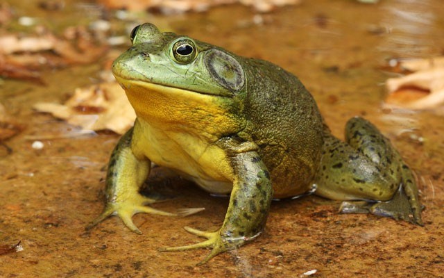 A frog for the killing - Pique Newsmagazine