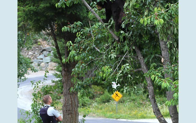 Bear Staredown An RCMP officer keeps an eye on a bear perched in a tree along Lorimer Road last week. Facebook photo