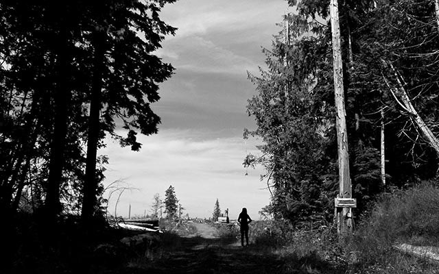 The Sitka grove where the Golden Spruce stood. Photos by Leslie Anthony