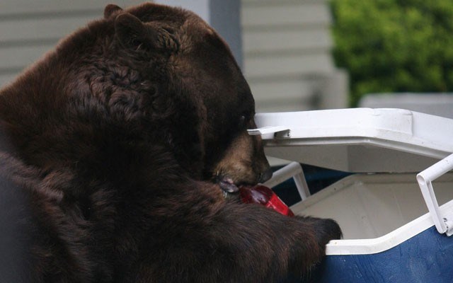 Cooler Danger Conservation officers killed three bears that were habituated to human food and refuse in four days last week in Whistler. Photo  courtesy of BearSmart