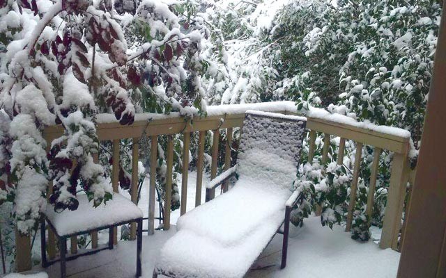 Backyards in calgary experienced early snowfall last week. Photo by  vi parris