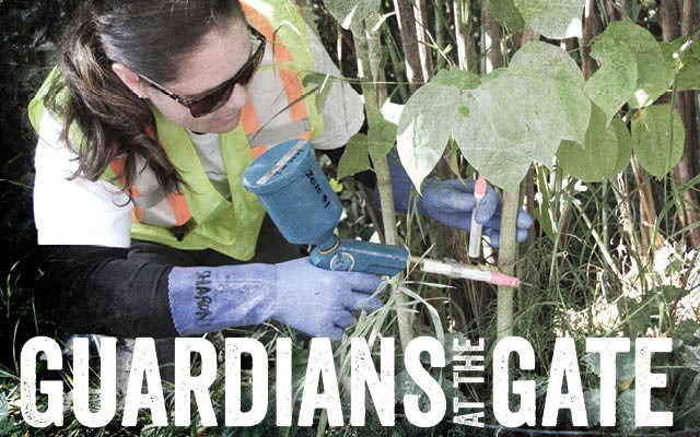 Clare O'Brien injects and marks knotweed stems near Quest University in Squamish. Photo by Leslie Anthony