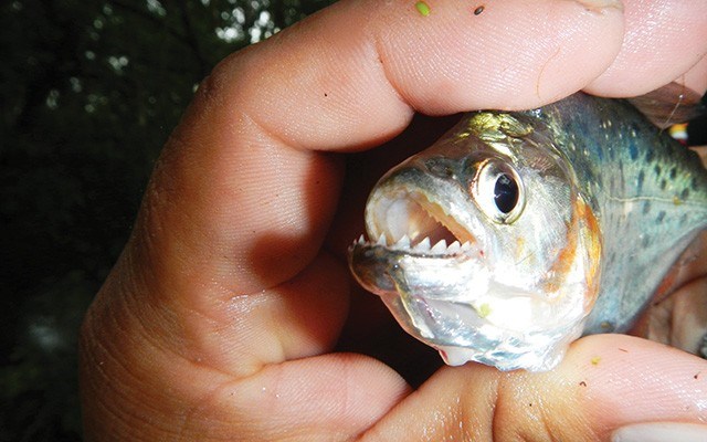 Piranha fishing in the high season. Photo  courtesy of Aqua Expeditions Guide