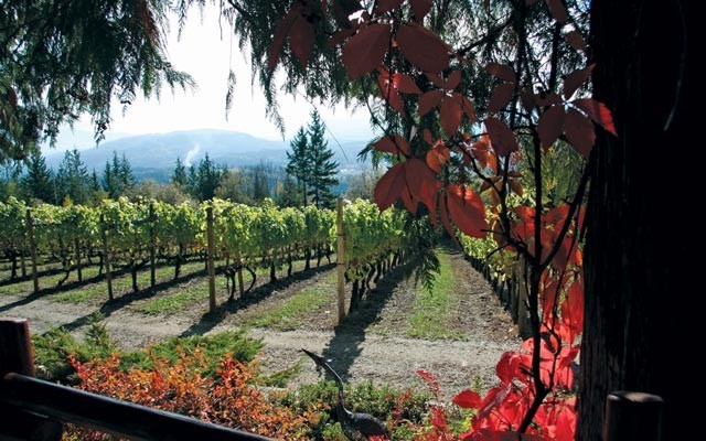 Late season wine: Larch Hills Winery revels in fall colours. It is the highest altitude winery in Canada. Photo by leslie anthony