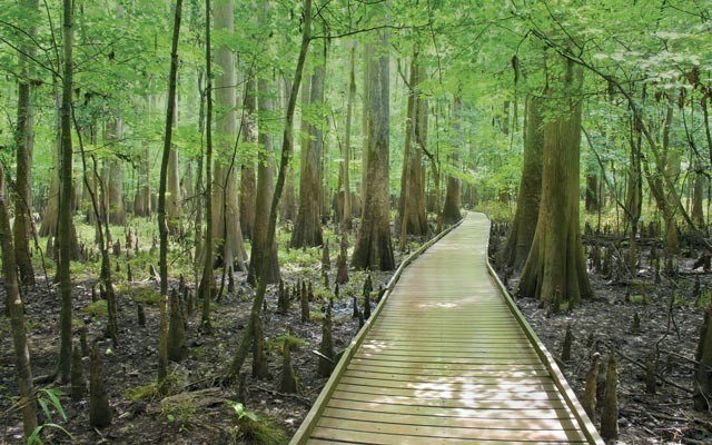 A boardwalk through the cypress forest, swamp, and knees of Congaree National Park in South Carolina. Shutterstock photo