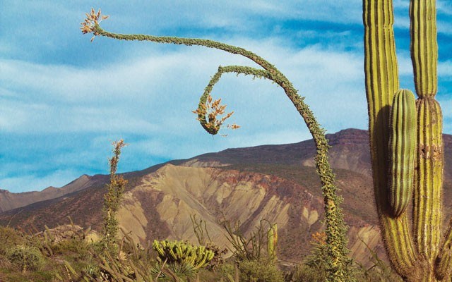 The wild Cacti along the road was reminiscent of a Dr. Seuss Book. The legendary author has a house on the Baja Peninsula and it's easy to see the connection to his illustrations here. Photo by Steve Andrews