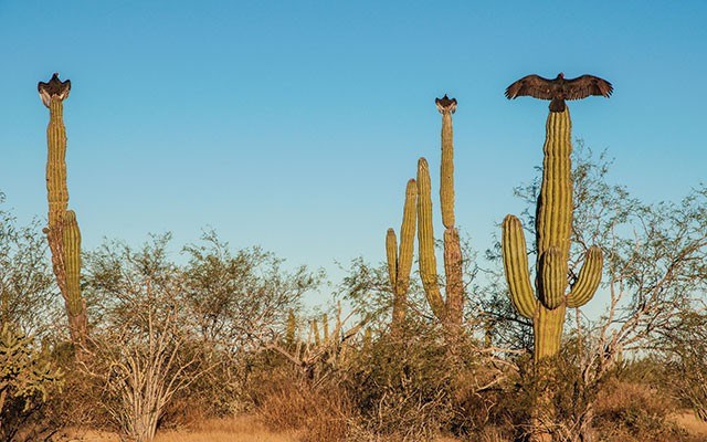 Vultures dry their wings in the warm Baja sun. <a href="http://shutterstock.com">shutterstock.com</a>