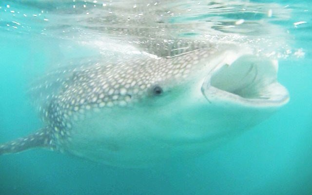 GENTLE GIANTS Whale sharks spend winters in the Bay of La Paz and are gentle enough to swim beside. Photo courtesy of Ashley Castle