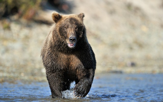 grizzly-bear-_shutterstock_