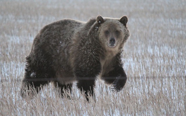 Moving out In the past decade Grizzly bears have moved out onto the Prairies of Southwest Alberta. photo courtesy of waterton biosphere reserve