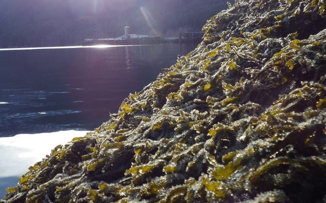 Herring spawn in Howe Sound.
File photo by John Buchanan