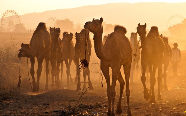 A fresh herd of camels arrive at the Pushkar fair grounds in the golden rays of sunrise. Shutterstock photo