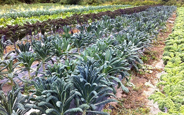 Kale-a-rama at Laughing Crow Organics. Photo Leslie Anthony