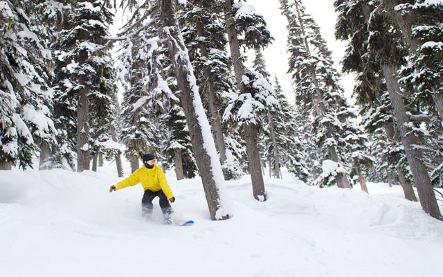 early bird gets the pow Whistler Blackcomb's early bird season passes are on sale until Oct. 12. Photo by Mike Crane for Tourism Whistler