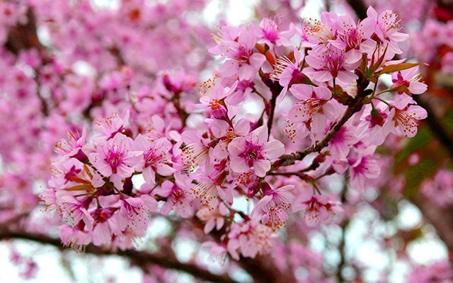 A Pink Mountain in Northern Thailand - Cherry blossom trees. Photo by Phensri Rutledge