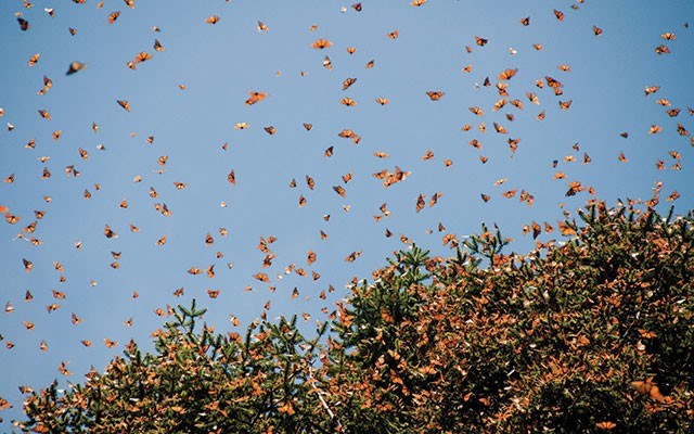 Millions, possibly a billion butterflies clump together in the same small patch of forest to wait out the winter. shutterstock.com