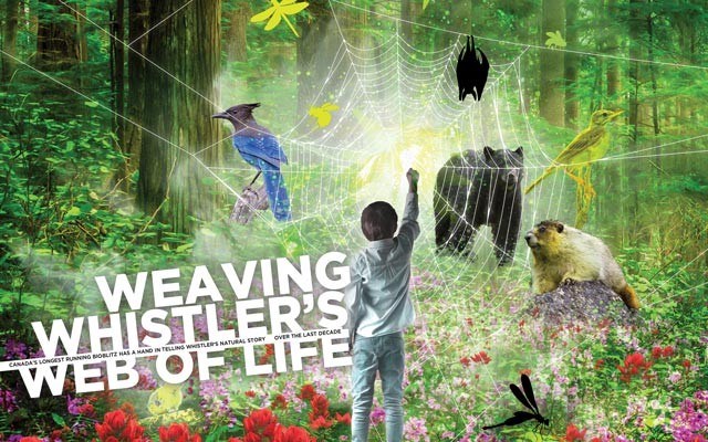 Weaving Whistler's web of life. illustration by jon parris