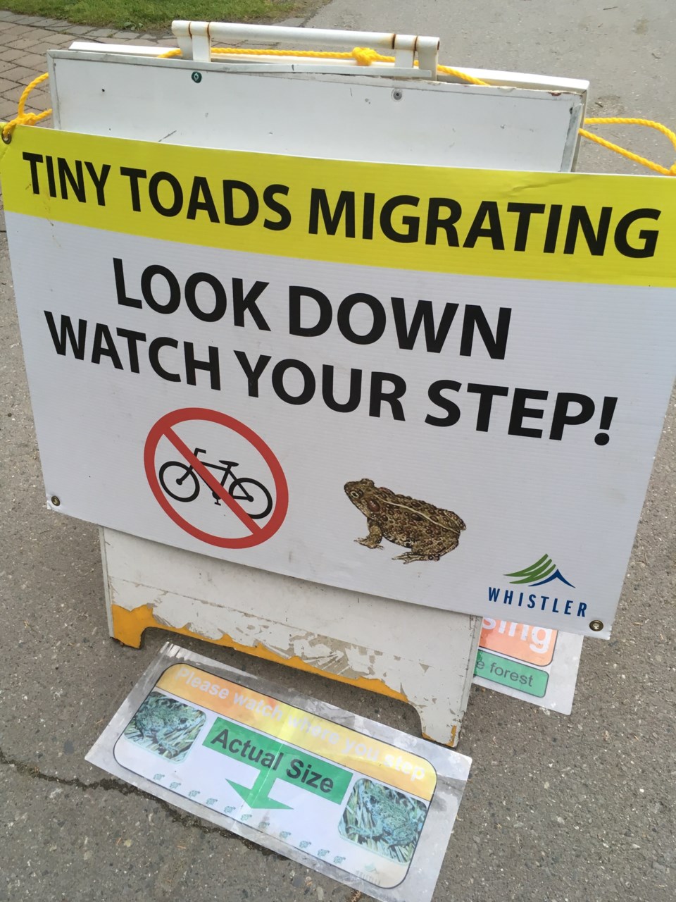 western_toad_migration_by_clare_ogilvie_23