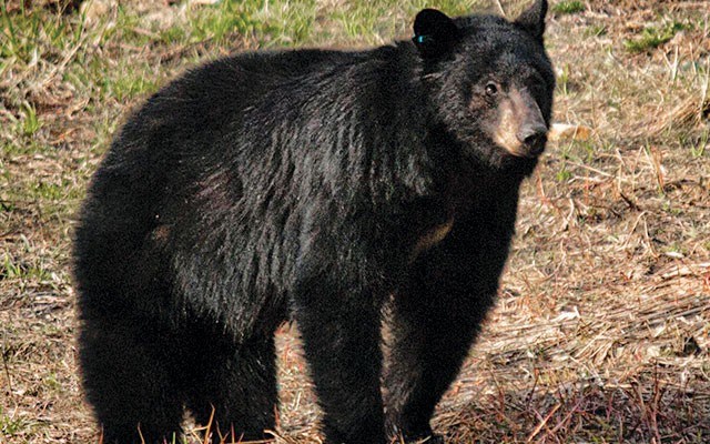 Bear death Residents are looking for answers after this 10-year-old sow — known to local bear researchers as Michele — was euthanized along with her two cubs last week. Photo submitted