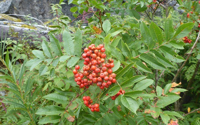news_whistler3-1-db6c247f17596dcd