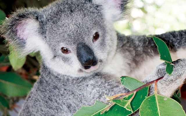 Koalas eat eucalyptus leaves four hours a day and sleep 20. Photo by Steve MacNaull