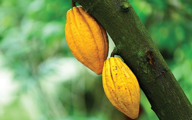 Cacao pods growing on a tree. <a href="http://shutterstock.com">shutterstock.com</a>