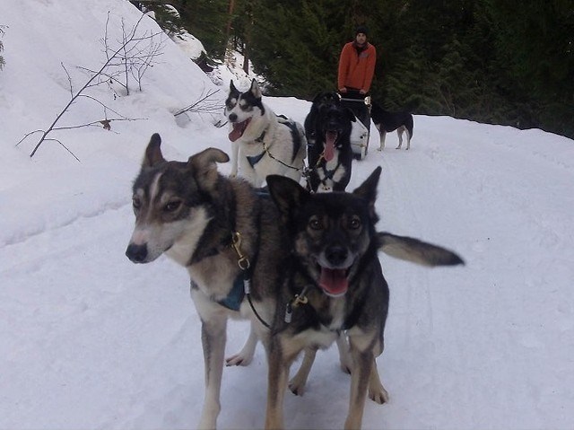 n-sled_dogs_web_2349_john_french_