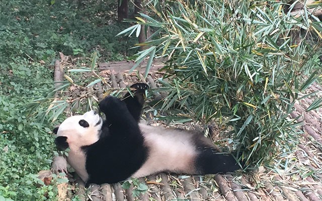 Reclining panda eating bamboo Since bamboo has low nutritive value, pandas spend much of the day eating. Photo by Teresa Bergen