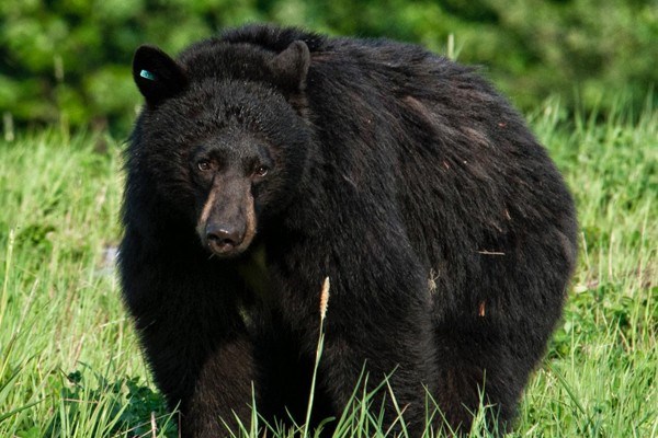 n-bears_web_