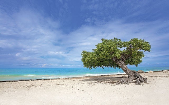 Divi-divi tree on Eagle Beach. photo By Karin Leperi