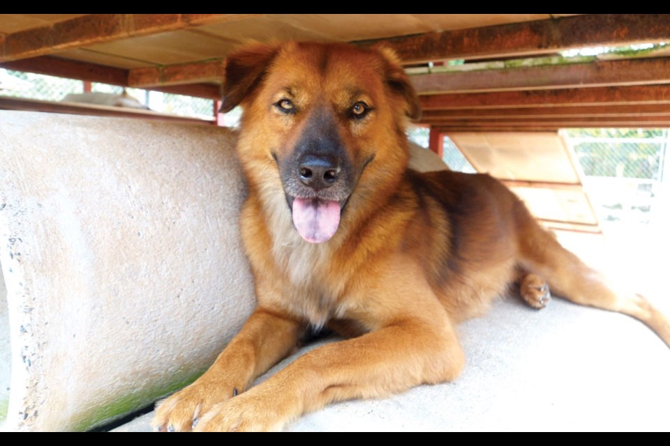 Voluntourism - Helping strays in need in Thailand. Photo by Malgosia Szajwaj