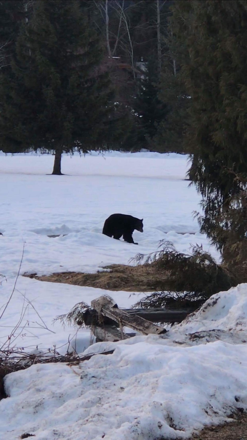 n-first_bear_photo_by_mats_kullerstrand_25