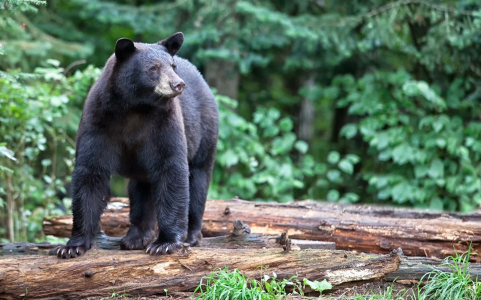 n-bear2-web-2515-shutterstock