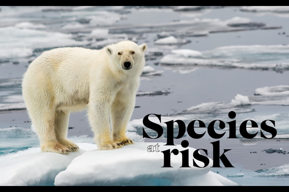 While Canada's made significant efforts to protect polar bear populations and ensure their continued health, when auction prices for hides spiked from $5,000 to $20,000 apiece several years ago, illegal harvest rose in tandem. <a href="http://shutterstock.com">shutterstock.com</a>