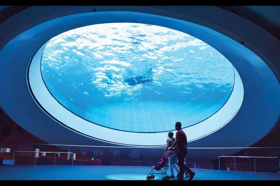 The 500,000-gallon aquarium at the Frost Museum of Science features a 30-foot-diameter underground viewing oculus. Photo by Steve MacNaull